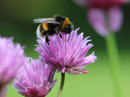 Klimafonden Skive sidder nu med i CBIO's Advisory Board
