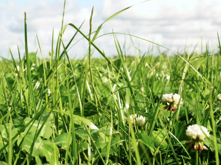 Græs kan være med til at indfri målene i den Grønne Trepart
